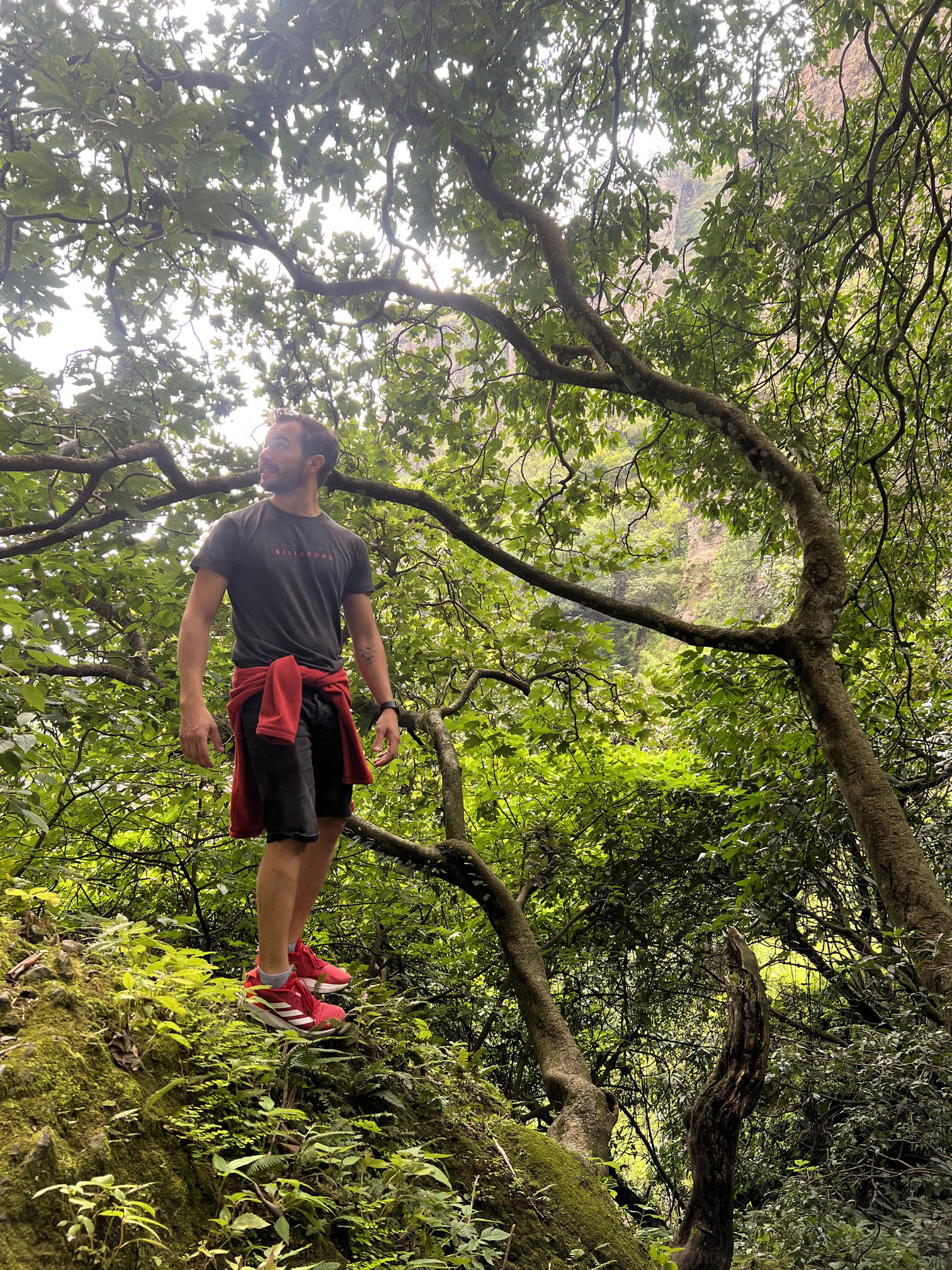A traveler pauses under a canopy of ancient trees while hiking the mystical mountain trails on Tepoztlan tours